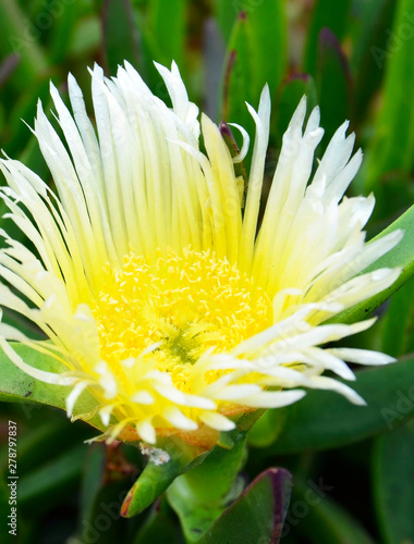 Yellow Lampranthus spectabilis flower close up. Rayitos de Sol growing in Tenerife,Canary Islands,Spain. Selective focus. photo