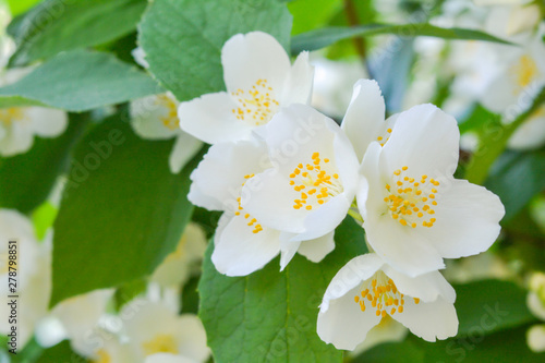 Fototapeta Naklejka Na Ścianę i Meble -  White jasmine bush blossoming in summer day