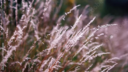 dry grass moving with the wind, vintage look