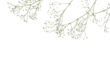 Gypsophila flowers isolated on white background