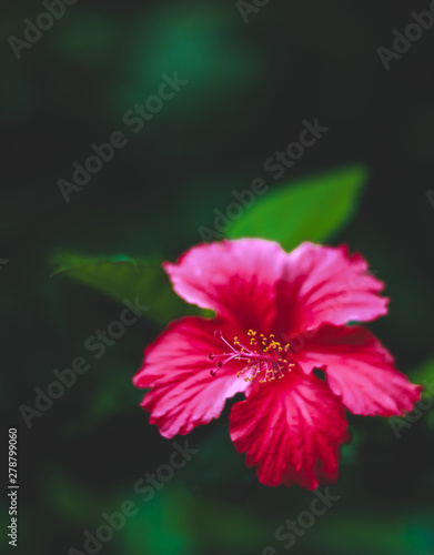 pink flower on green background © Sandeep