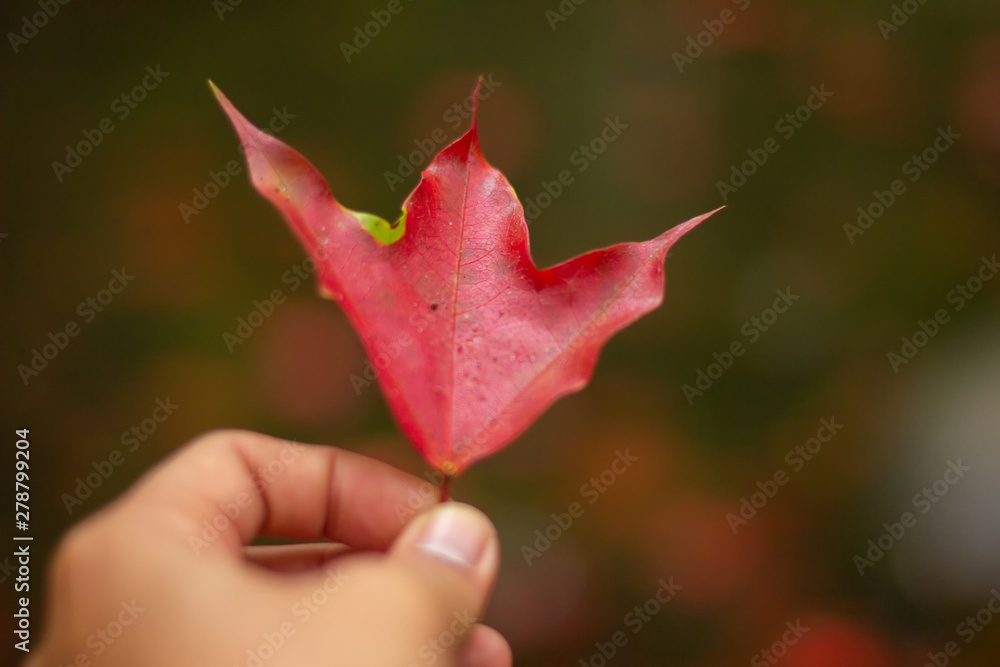 Beautiful red maple leaf on autumn season, Maple leaves with blur background Beautiful red maple leaf on autumn season, Maple leaves with blur background