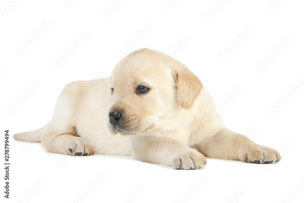 Labrador puppy isolated on white background Labrador puppy isolated on white background