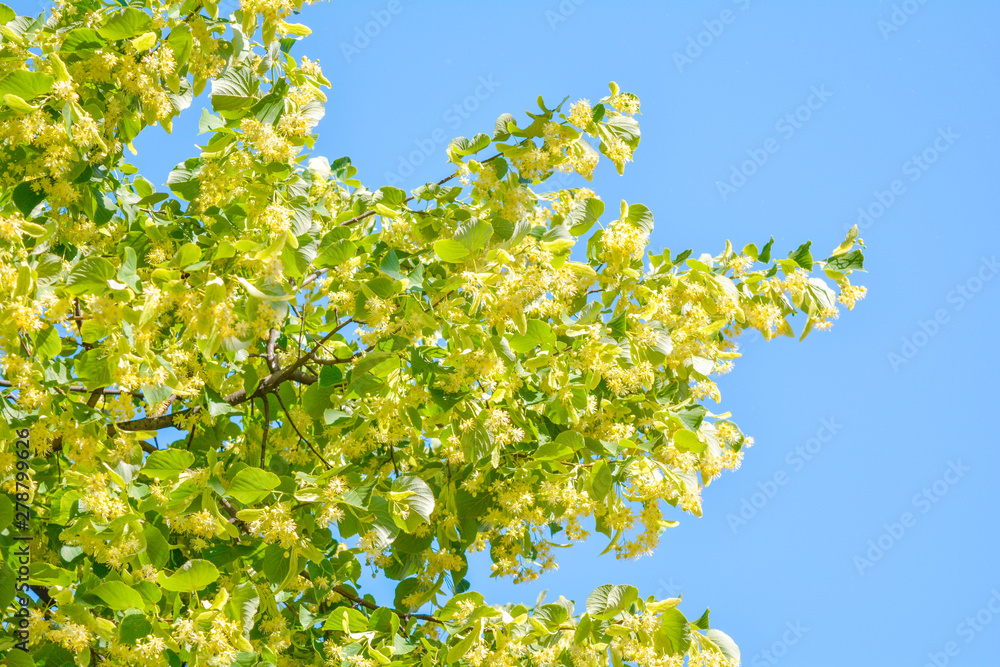 Flowers of blossom Linden tree, apothecary, natural medicine, healing herbal tea