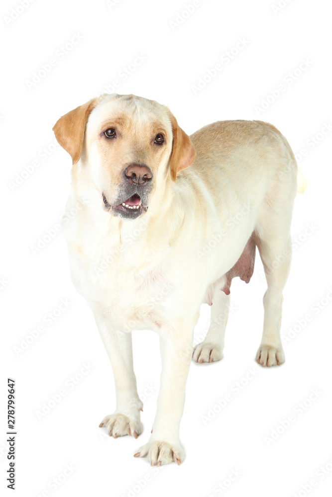 Labrador dog isolated on white background