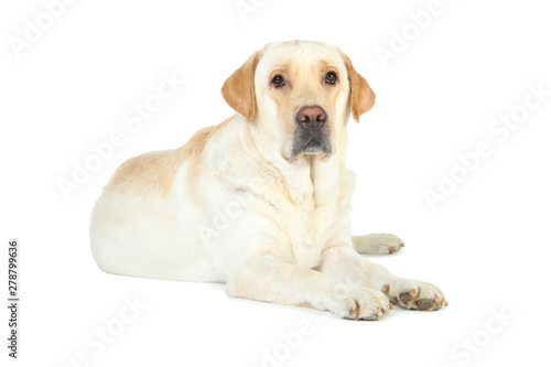 Labrador dog isolated on white background