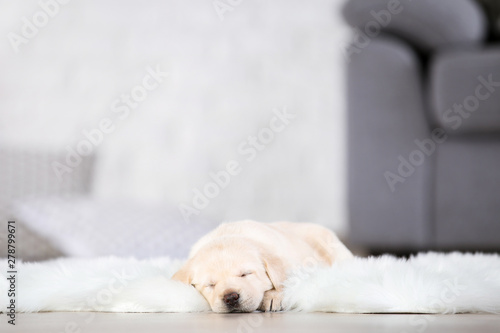 Labrador puppy lying on white carpet at home photo