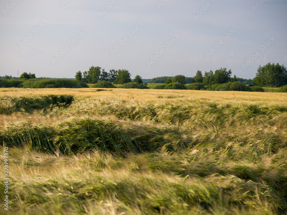green field of wheat