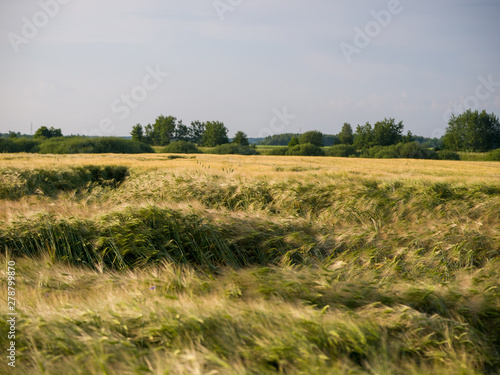 green field of wheat