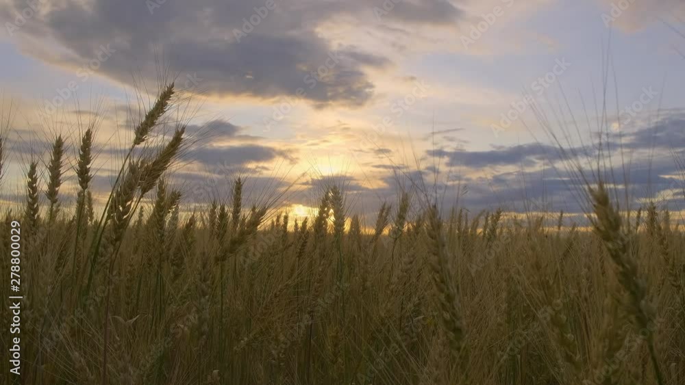 Closeup of ripe wheat spikelets in field at sunset. grain harvest. cereal growing. Closeup of ripe wheat spikelets in field at sunset. grain harvest. cereal growing.