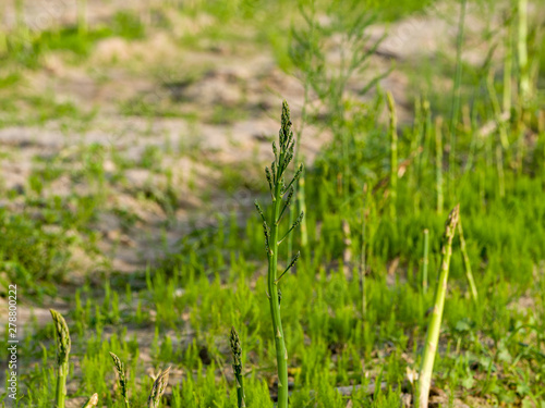 green grass in the field