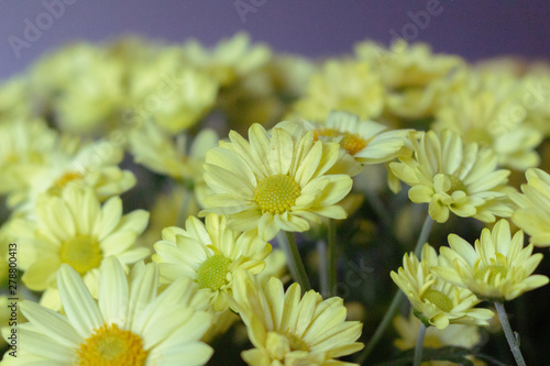 yellow flowers on green background