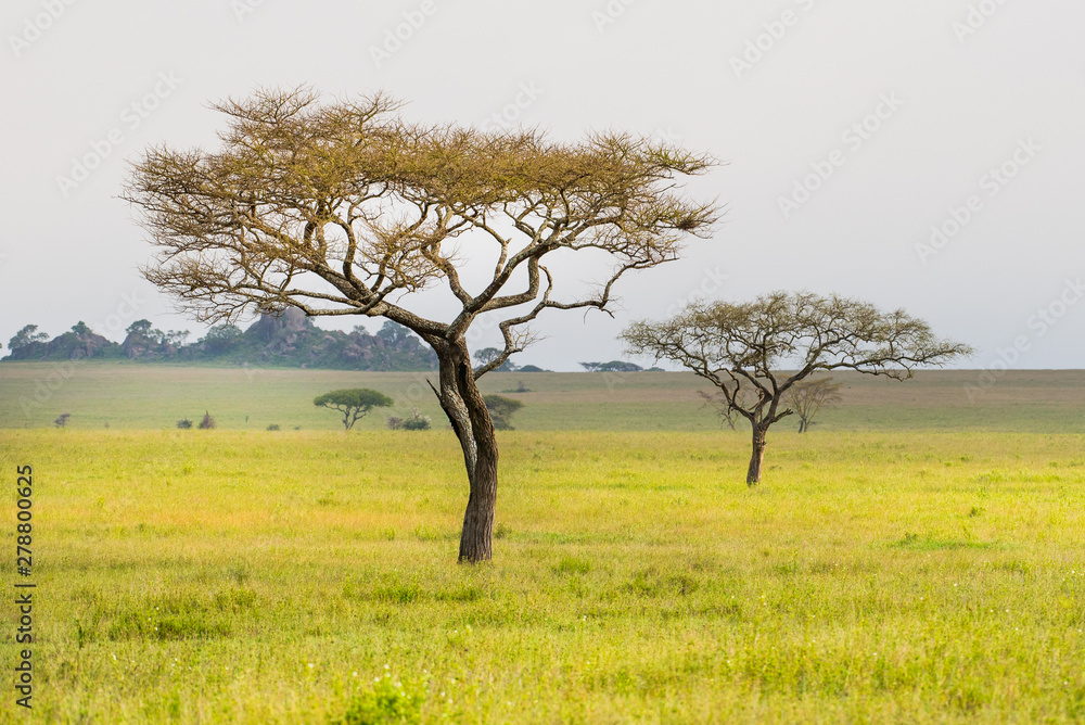 Beautiful savannah landscape background with acacia trees