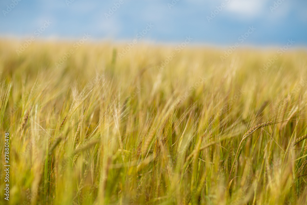 plot of barley field ,shot on a cloudy summer day plot of barley field ,shot on a cloudy summer day