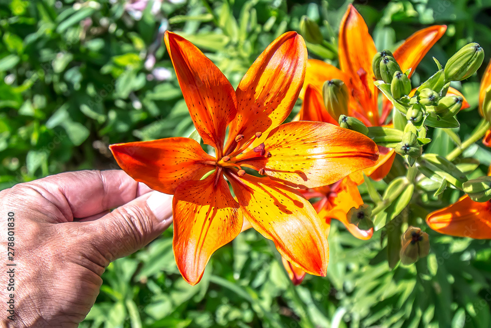 Orange lily flower in spring garden Orange lily flower in spring garden