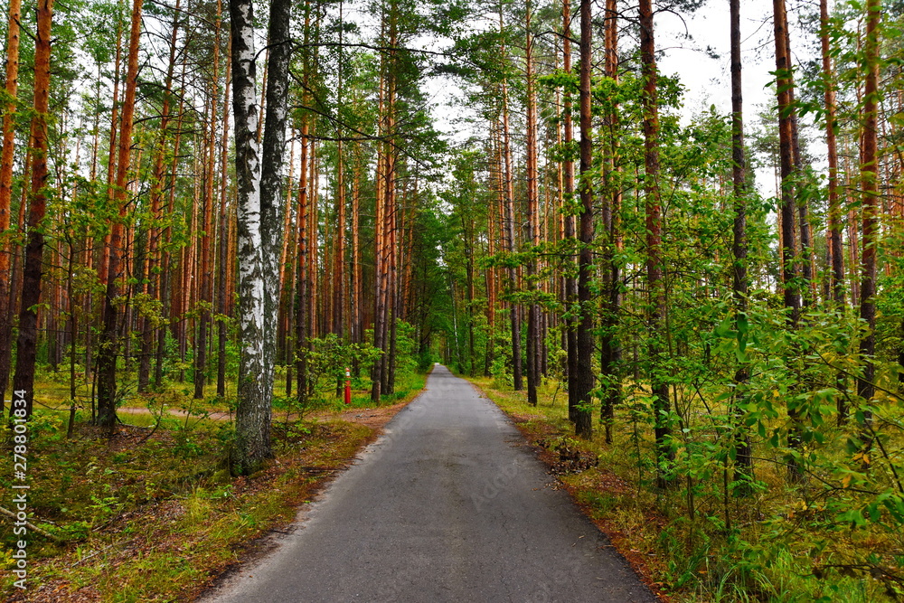 Obraz premium road in the forest