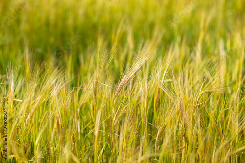 plot of barley field ,shot on a cloudy summer day © artem