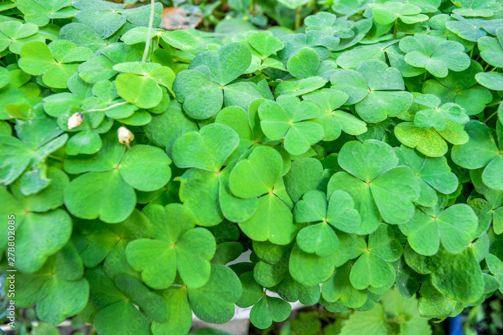 Bear Clover Leaves, three-leaved shamrocks. St. Patrick's day background Bear Clover Leaves, three-leaved shamrocks. St. Patrick's day background