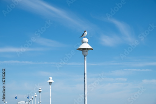 A seagull sitting on a lamp