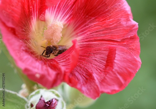 bee on a flower