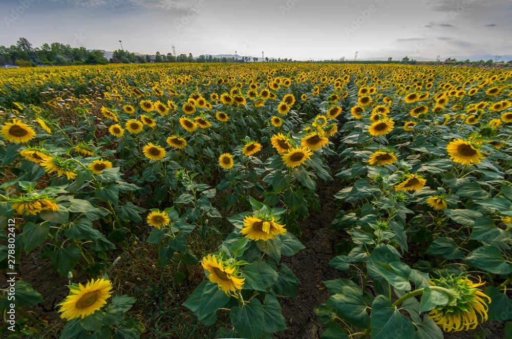 Obraz premium View of a beautiful field of sunflowers