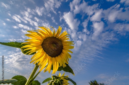 Sunflower in the foreground with sky in the background