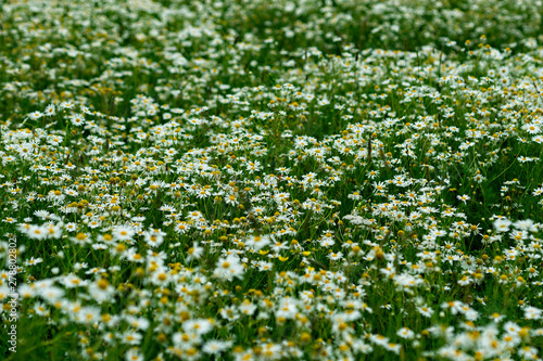 Field of white and yellow daisy flowers, bellis perennis. Green grass. Natural background or texture