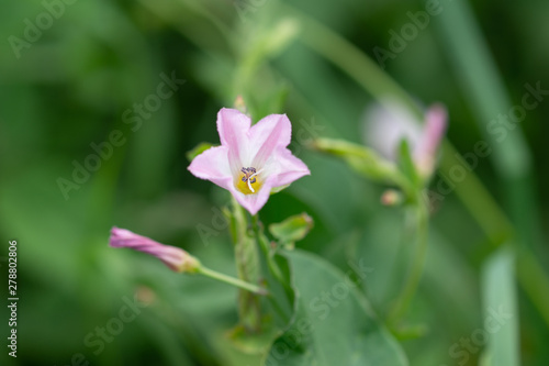 Soft pink wildflower against the background of green leaves. Summer scene