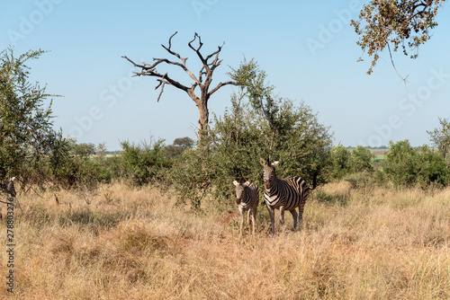 Zebra mare and foal between grass