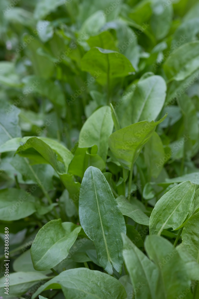 common sorrel, Spinach Dock, Rumex acetosa, growing in garden common sorrel, Spinach Dock, Rumex acetosa, growing in garden