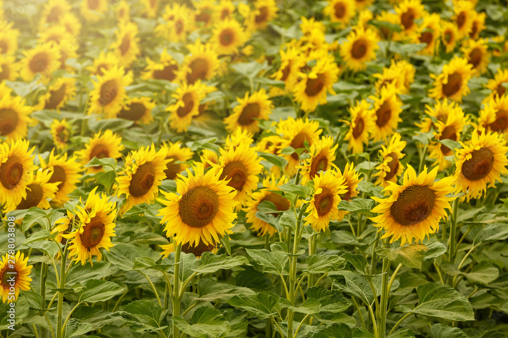 Sunflower field landscape. field of blooming sunflowers on a background sunset. Sunflower natural background, Sunflower blooming Sunflower field landscape. field of blooming sunflowers on a background sunset. Sunflower natural background, Sunflower blooming