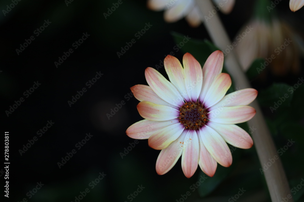 Fototapeta premium Dahlia paysage