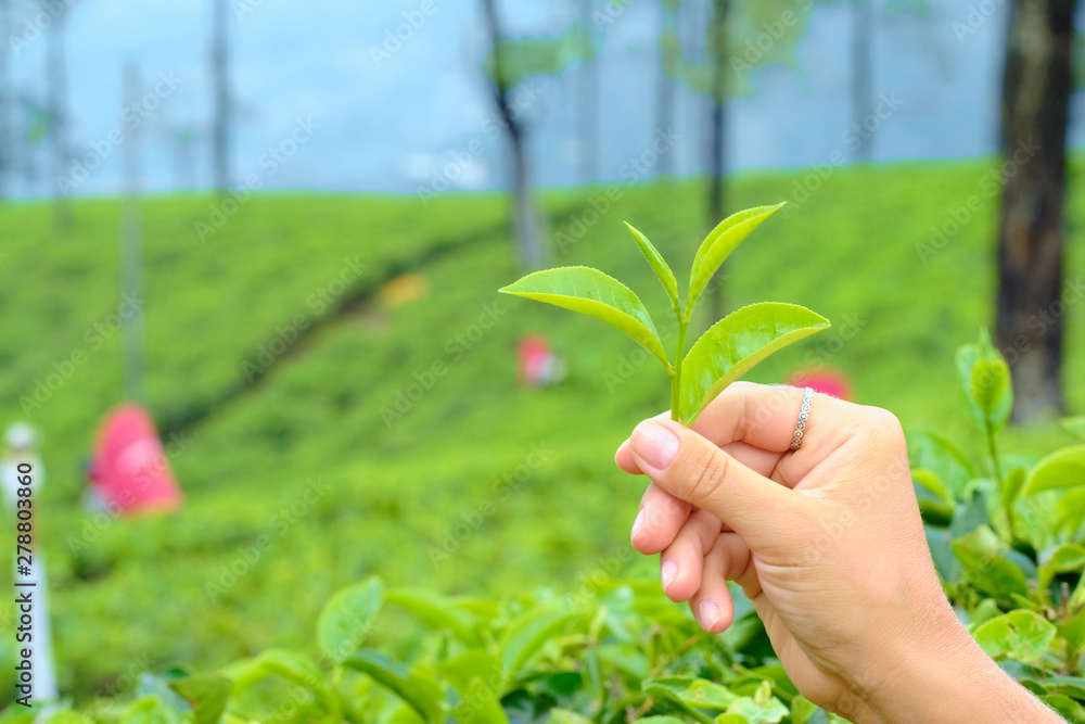 Hand Holding Green Leaves of Tea Plant Closeup