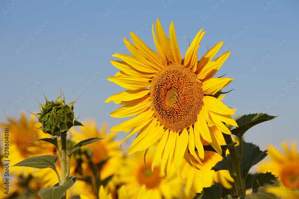 Sunflower field in sunny day with clear blue sky. Sunflower close up view. Sunflower field in sunny day with clear blue sky. Sunflower close up view.