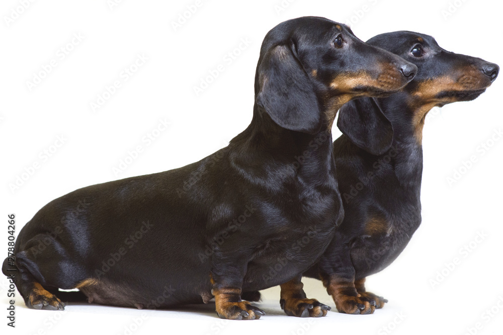 A pair of smooth-haired dachshunds stands sideways and looks to one side. The concept of moving forward.