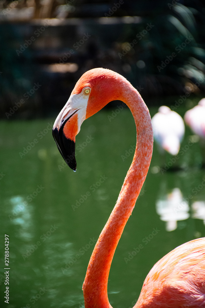 Obraz premium Portrait of a Pink Flamingo