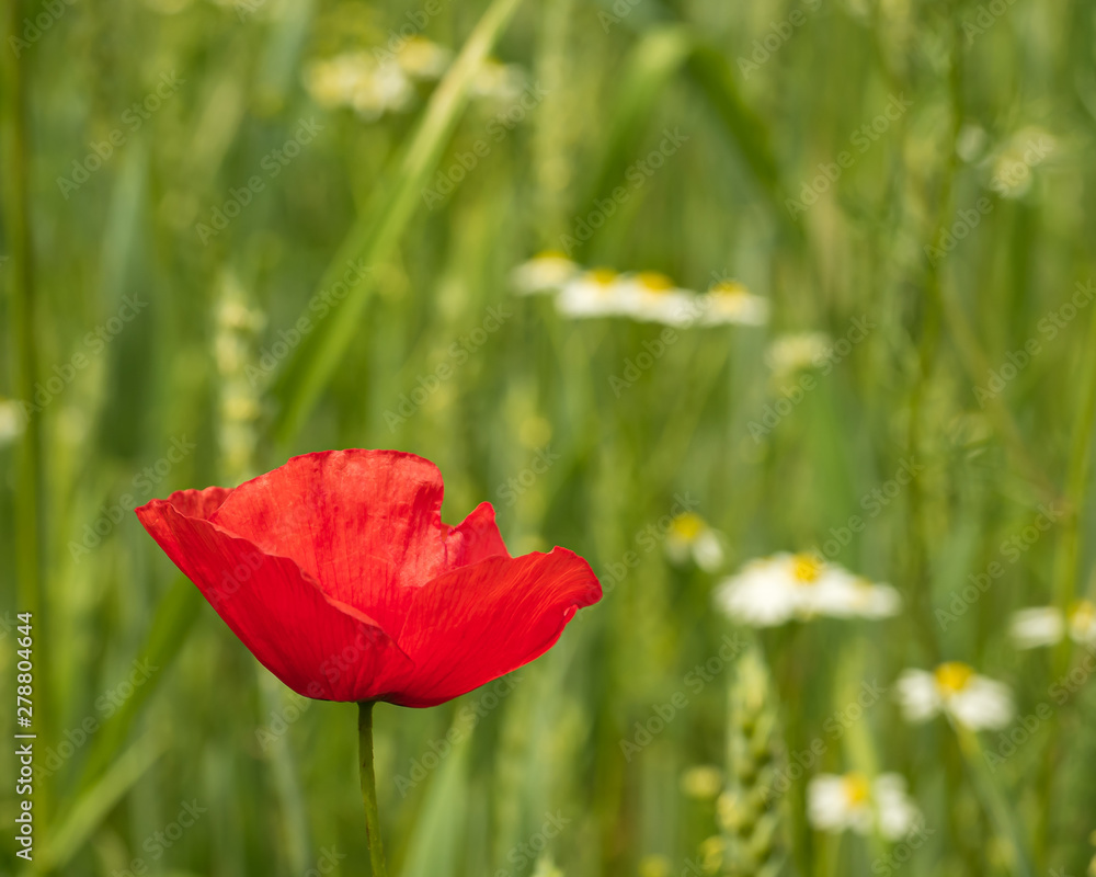 Fototapeta premium Klatschmohn