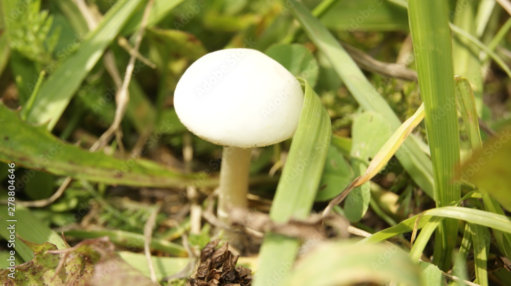 Mushroom close-up on a background of green grass. Mushroom close-up on a background of green grass.
