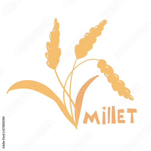 Illustration of pearl millet plant. Vector illustration of cereal grains