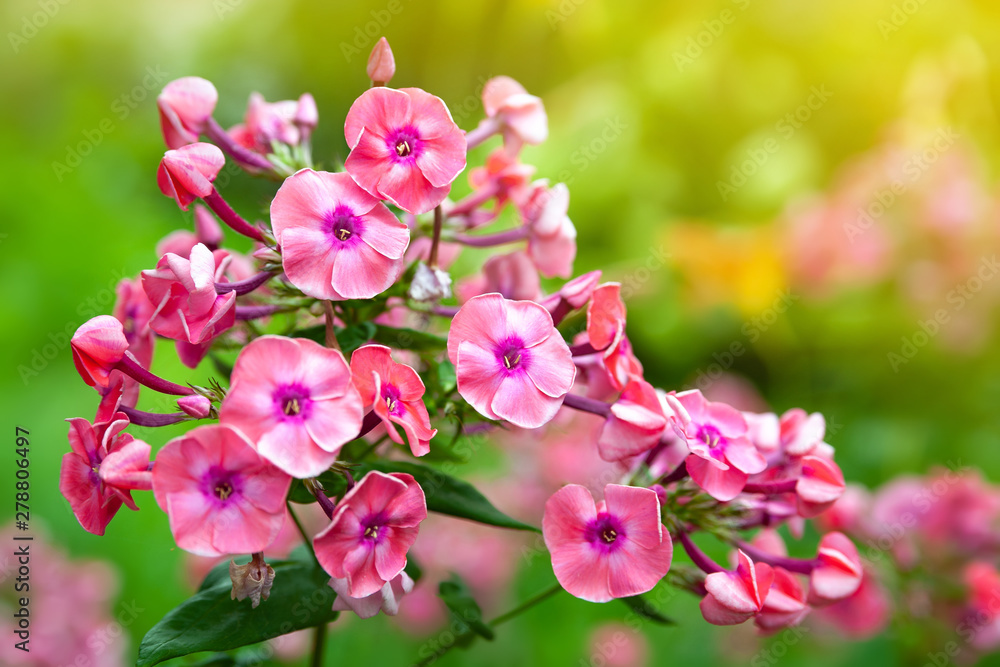 Blooming pink phlox paniculata flowers. Clusters of pink phlox in a flower bed in the summer garden. Blooming pink phlox paniculata flowers. Clusters of pink phlox in a flower bed in the summer garden.