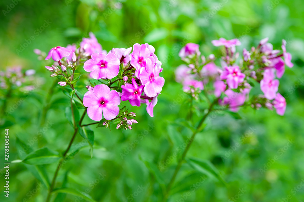 Blooming purple flowers phlox paniculata. Clusters of purple phlox in a flowerbed in the summer garden. Blooming purple flowers phlox paniculata. Clusters of purple phlox in a flowerbed in the summer garden.