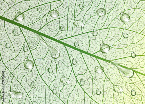 Background texture leaf with drops of water. Vector illustration. © helenagl