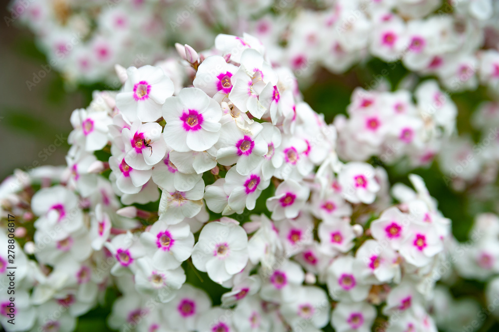 Pink and white flowers phlox paniculata. Clusters of pink and white phlox in a flower bed in the summer garden.