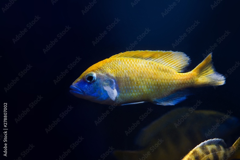young giraffe hap cichlid, Nimbochromis venustus, African Rift lake Malawi endemic fish, isolated on dark background young giraffe hap cichlid, Nimbochromis venustus, African Rift lake Malawi endemic fish, isolated on dark background