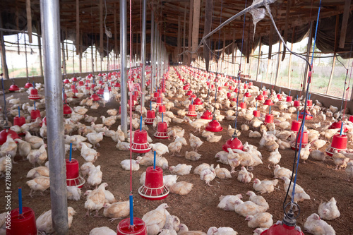 hatchery, poultry, livestock, chicks, chicken, broiler, eggs
