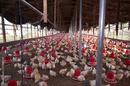 hatchery, poultry, livestock, chicks, chicken, broiler, eggs