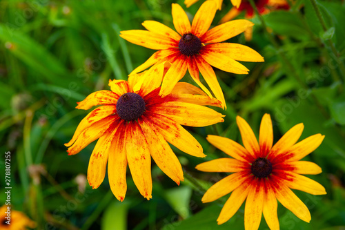 Large orange rudbeckia flowers. Blooming beautiful flowers of orange rudbeckia  Black-eyed Susan  flower bed in the summer garden.