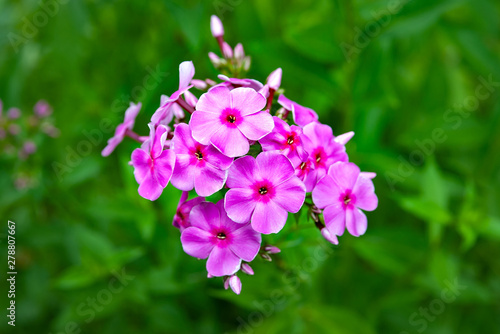 Purple flowers phlox paniculata. Inflorescence of purple phlox on a flowerbed in the summer garden.