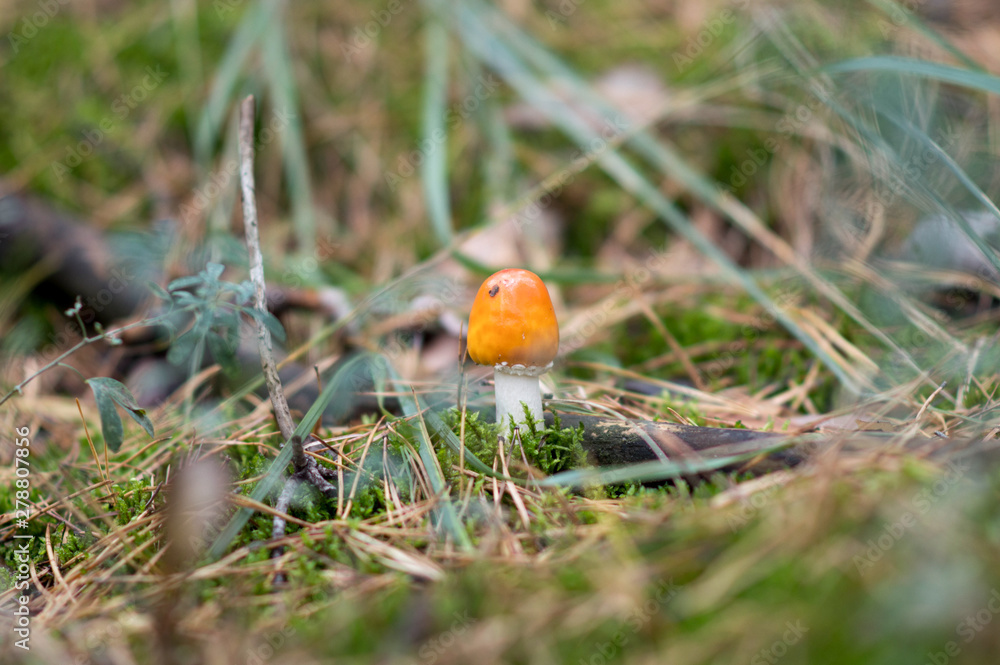 fly agaric in the forest fly agaric in the forest