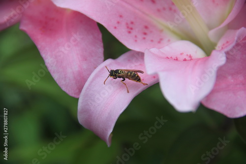 bee on lily flower